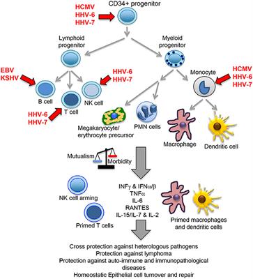 Beta and Gamma Human Herpesviruses: Agonistic and Antagonistic Interactions with the Host Immune System